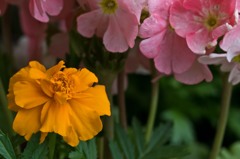 マリーゴールド1