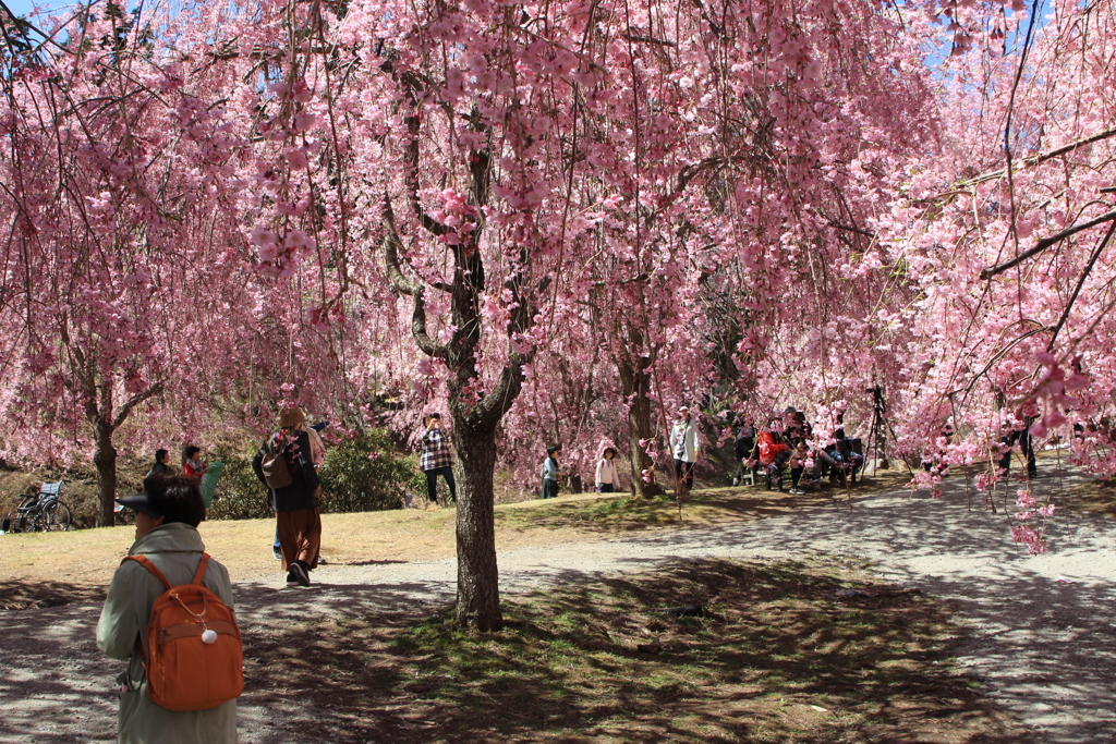 しだれ桜
