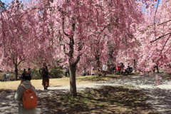 しだれ桜