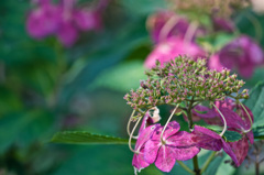 まだ色付いてる