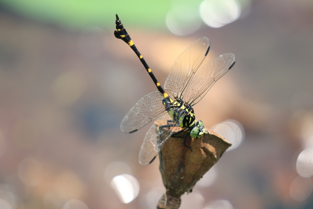 動かないで～！
