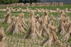 稲刈りの後