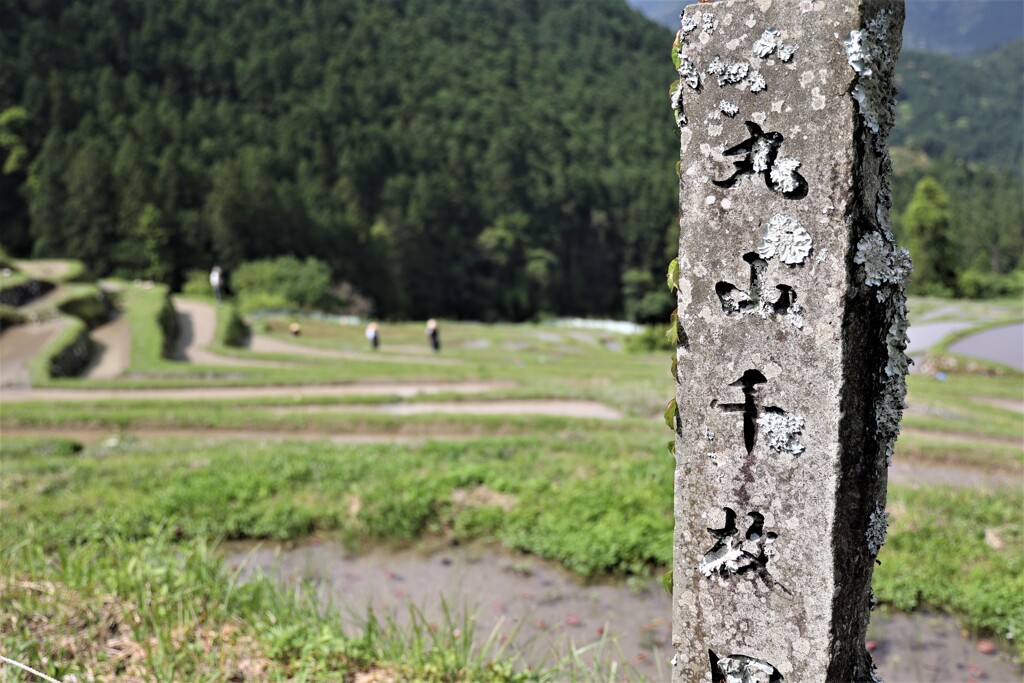 丸山千枚田