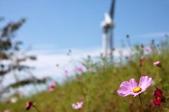 コスモス