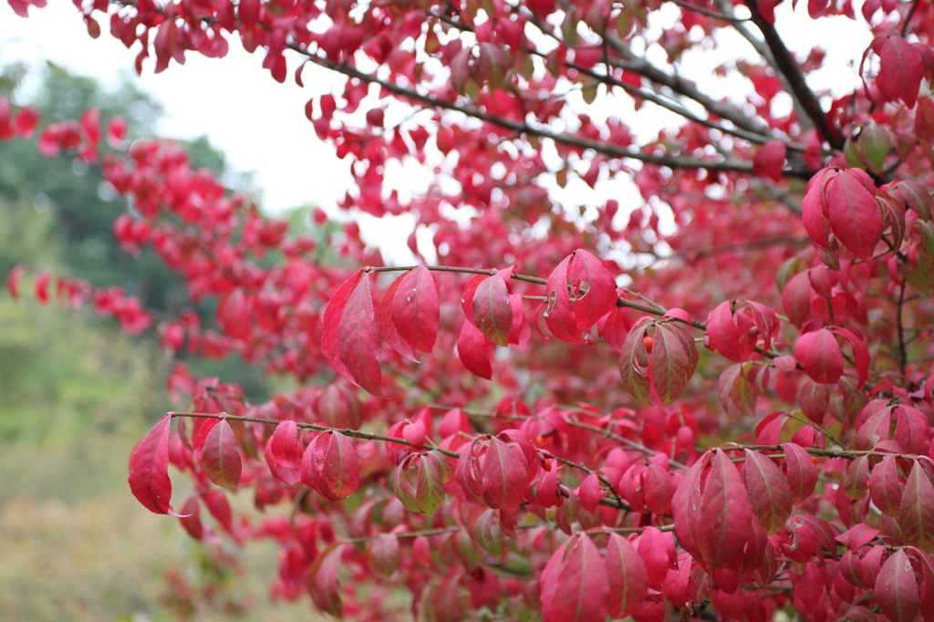 紅葉4