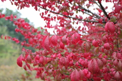 紅葉4