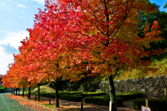 近くの紅葉