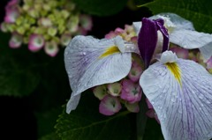 あやめ？と紫陽花
