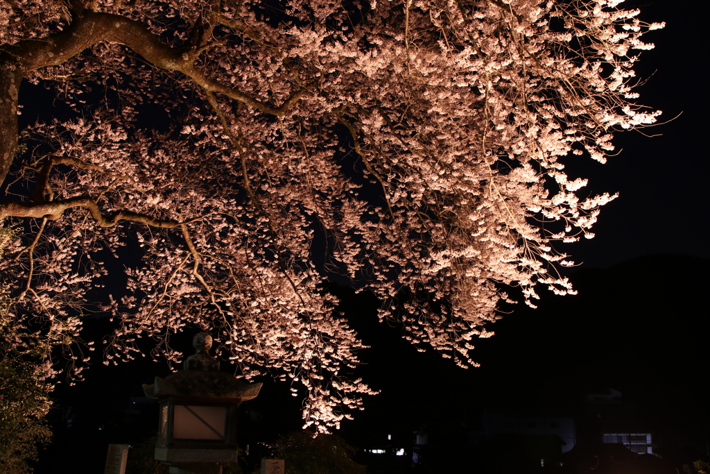 夜桜1
