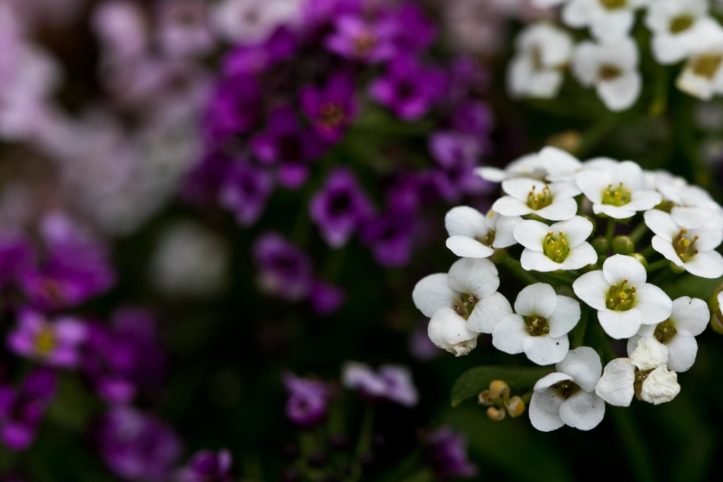 スイートアリッサム