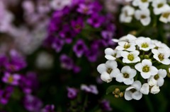 スイートアリッサム