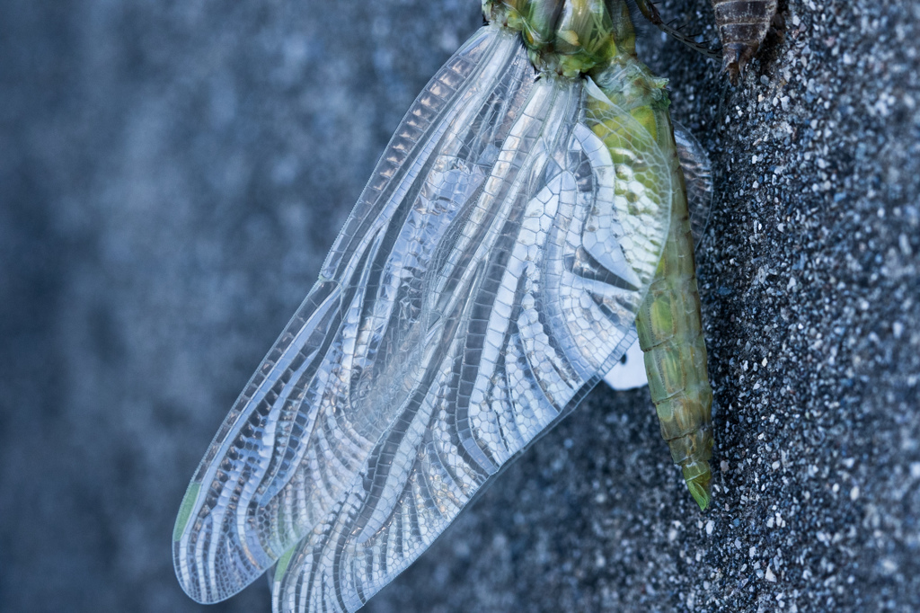 まだ飛べない！