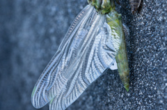 まだ飛べない！