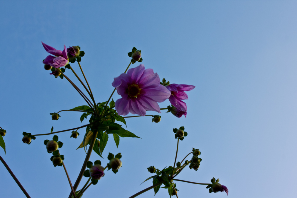 何とかダリア？