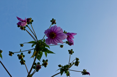 何とかダリア？