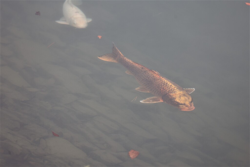 人面魚？