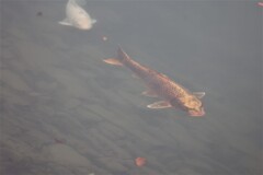 人面魚？
