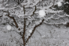 やってみたかった