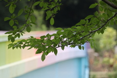 木陰で