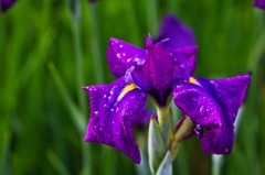 菖蒲2？