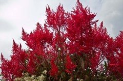 これも紅葉？
