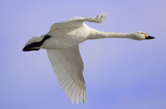 カッコいい～！