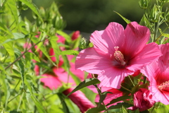 夏花