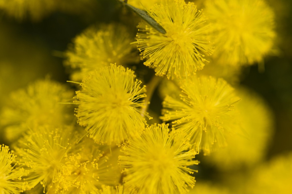 ミモザアカシヤ