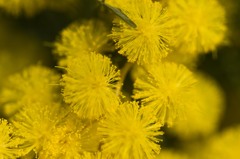 ミモザアカシヤ