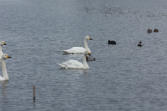 ハクチョウを求めて