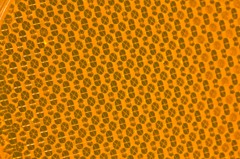 蜂の巣？