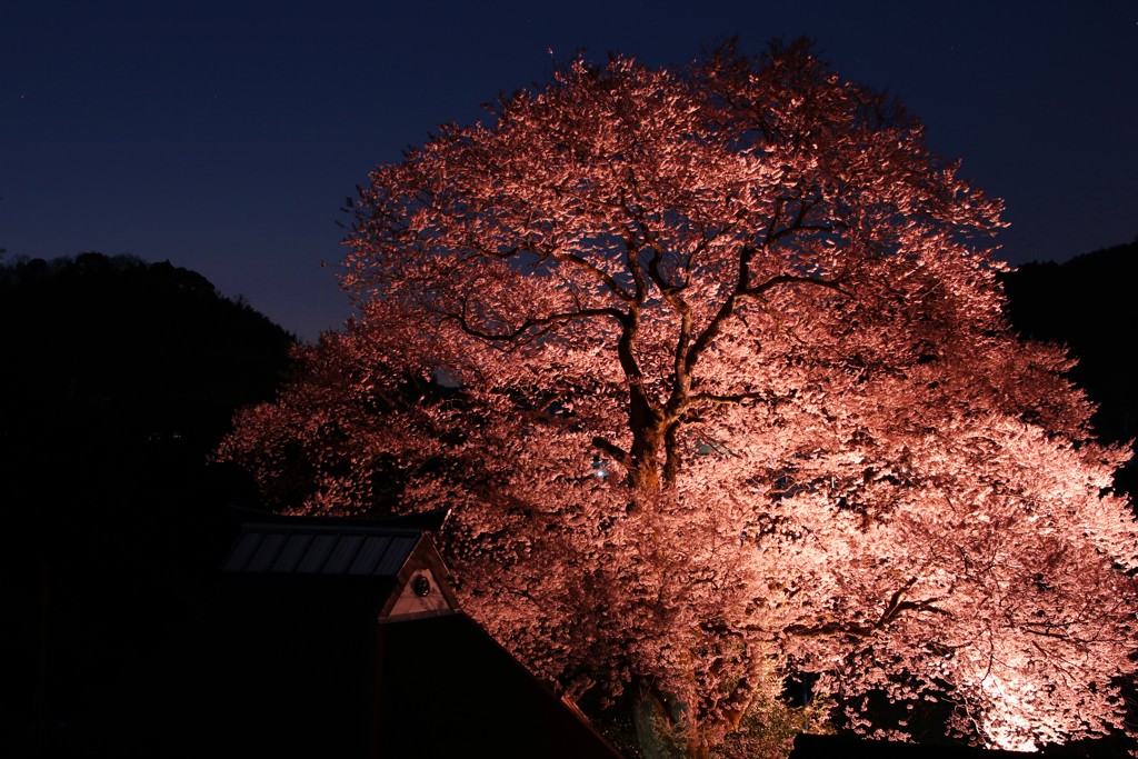 夜桜