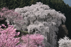 又兵衛桜