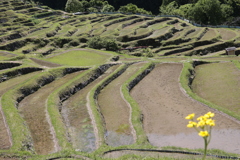 田植え時期