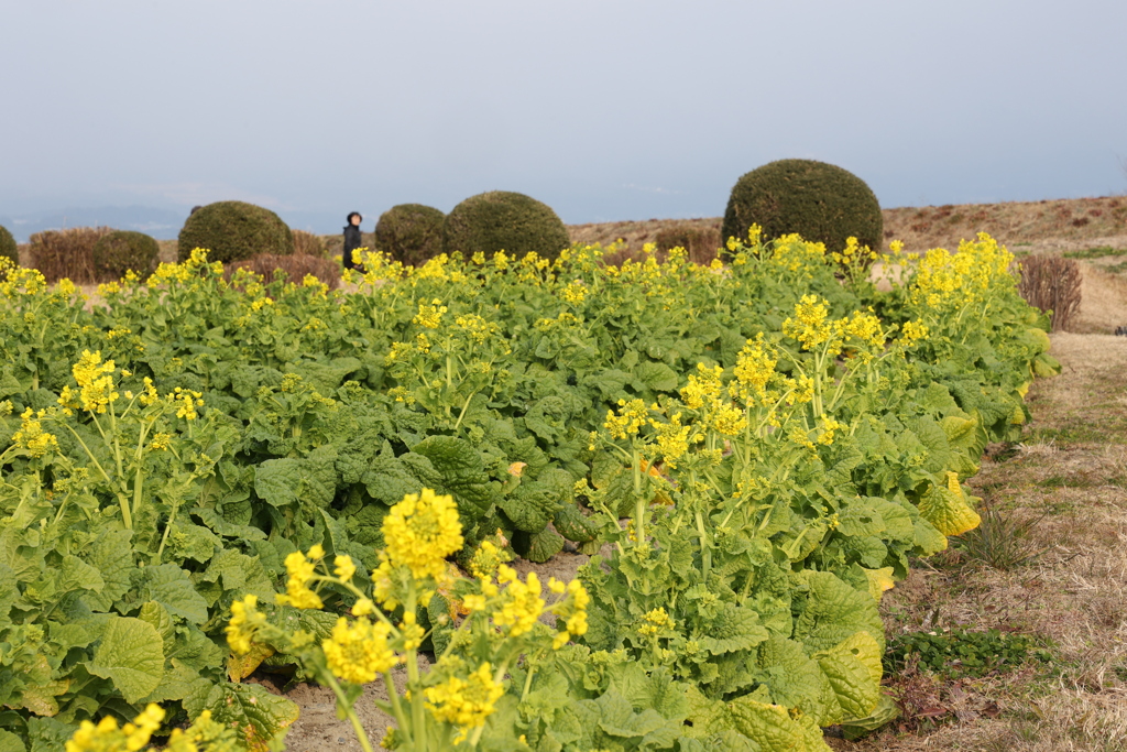 菜の花