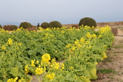 菜の花