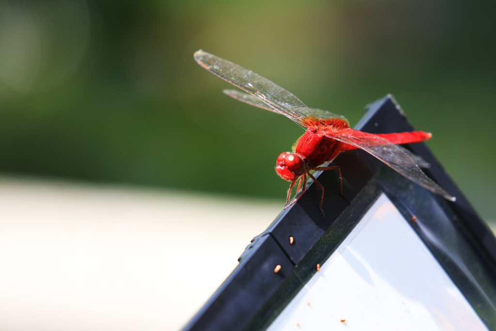 赤トンボ