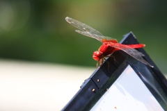 赤トンボ
