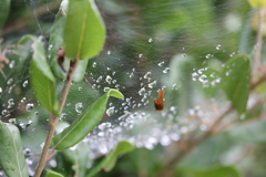 雨上がり