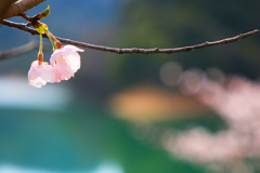 桜祭り