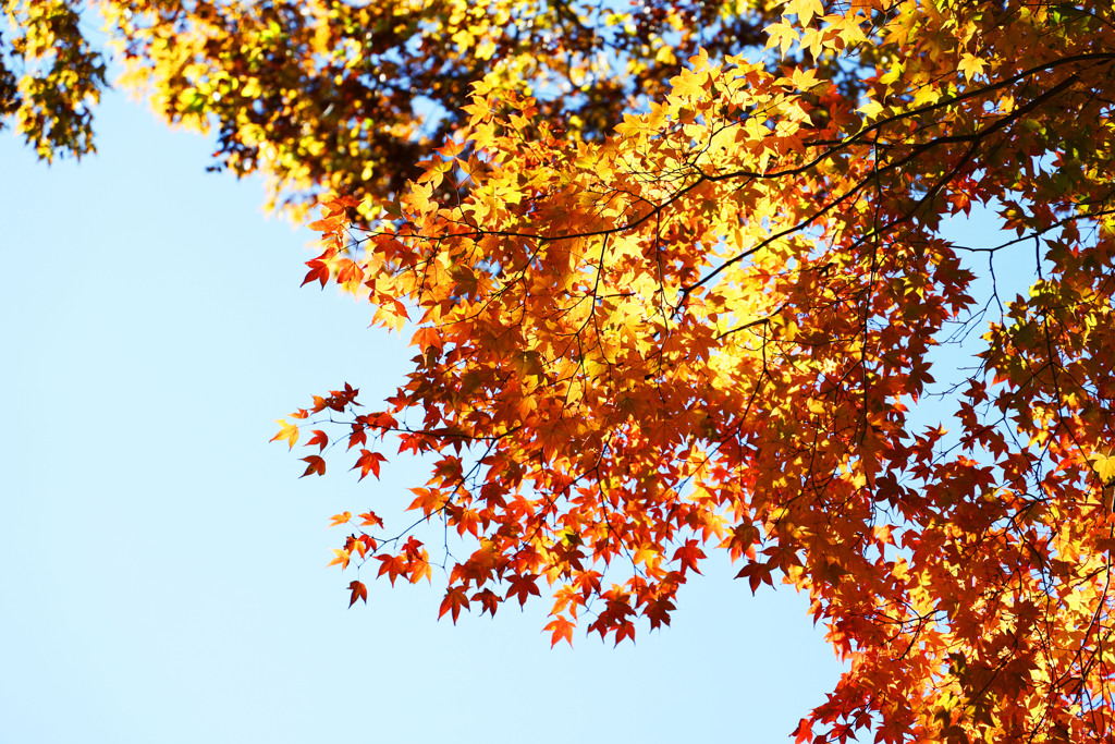 紅葉を求めて
