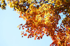 紅葉を求めて
