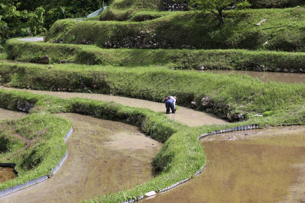 田植え