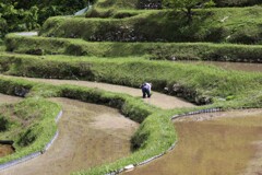 田植え