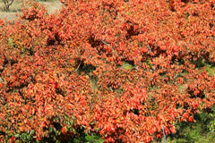 こんな紅葉