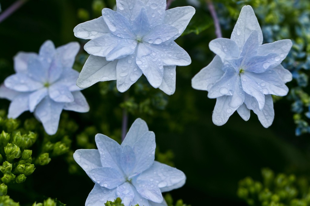 紫陽花