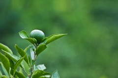 まだまだ青い！4