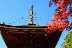 青空と紅葉