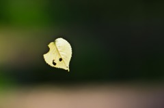 落ちる葉