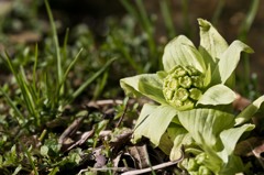 春の日差しを受けて